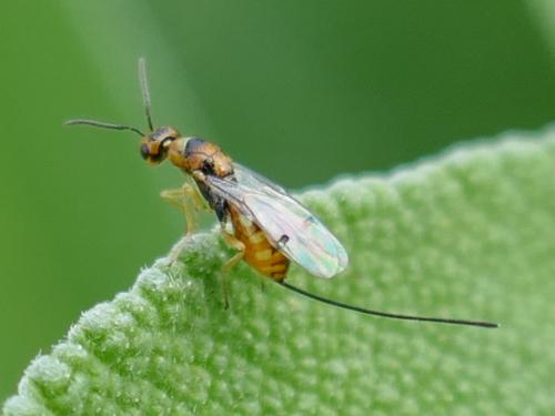 Megastigmus sp.